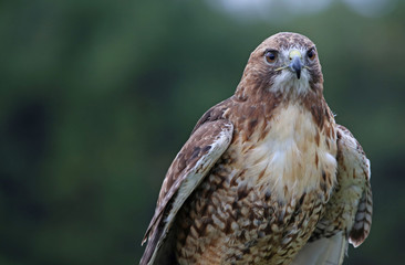Red-tailed Hawk Head-shot