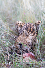 Cheetah, Namibia
