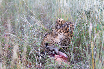Chhetah, Namibia
