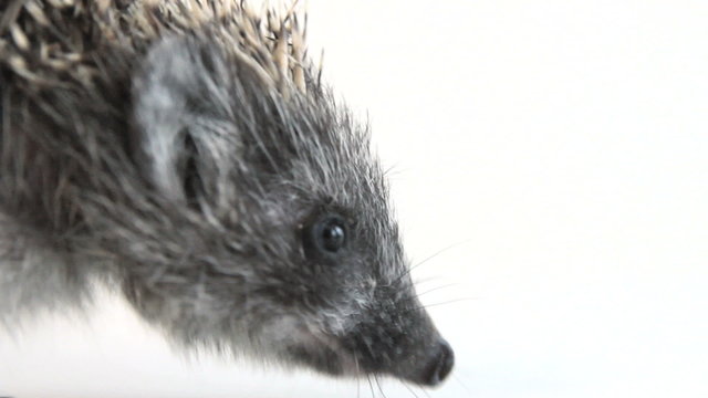 Young hedgehog waddle from left to right