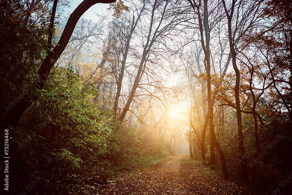 Wall mural autumn forest road