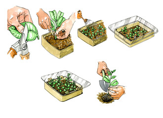 Preparation of propagule for planting. Botany.