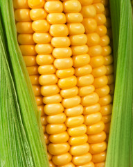 corn
