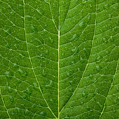 Obraz premium green leaf