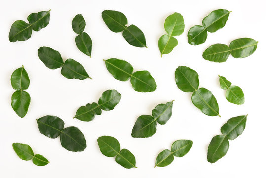 leaves of Kaffir lime, Leech lime, Mauritius papeda