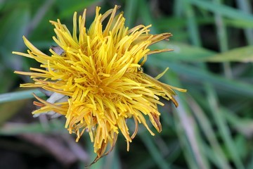 Taraxacum