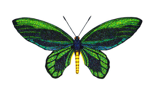 Queen Alexandra's Birdwing