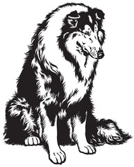 sitting collie black white