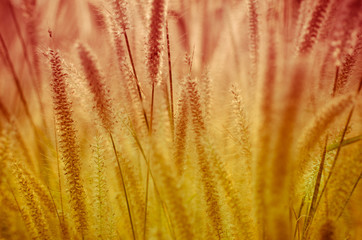 Grass flower, Meadow for background design