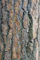 Tree bark texture or background