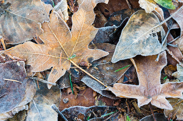 Fallen autumn leaves for background