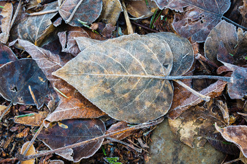 Fallen autumn leaves for background