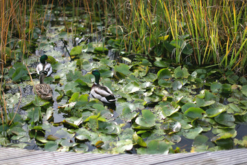Canards
