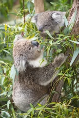Photo sur Aluminium Koala koala mangeant des feuilles de gomme.