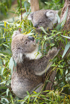 Koala  Eating Gum Leaves.