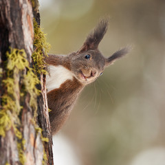 Portrait of a European squirrel