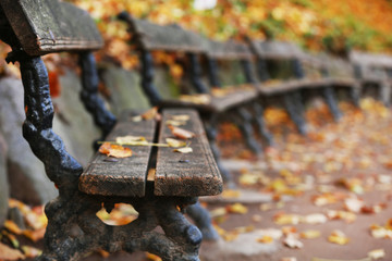 Wooden bench at park in autumn time
