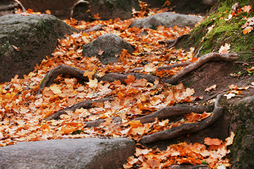 Beautiful autumn leaves and tree roots