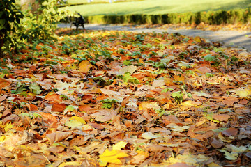 Beautiful autumn leaves and tree roots