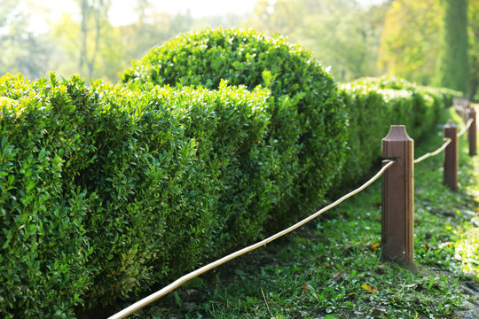 Beautiful Boxwood Shrubs In Park