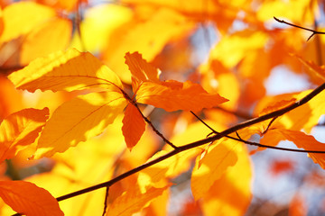 Beautiful autumn leaves