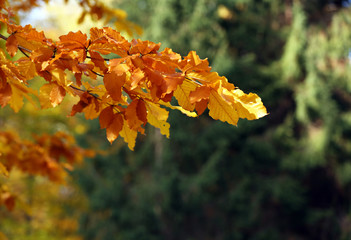Beautiful autumn leaves