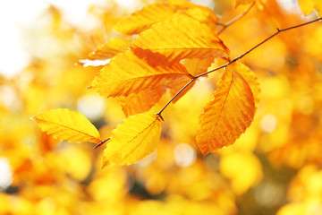 Beautiful autumn leaves