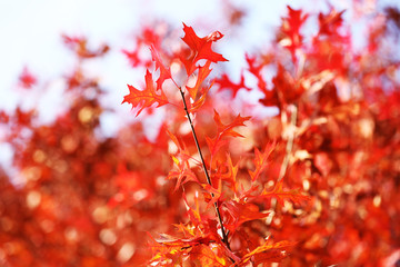 Beautiful autumn leaves