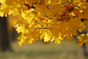 Beautiful autumn leaves