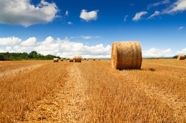 Fototapeta premium Bale of a straw on harvest field