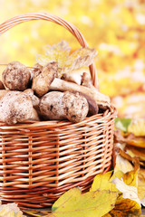 Wild mushrooms and autumn leaves in basket on bright background