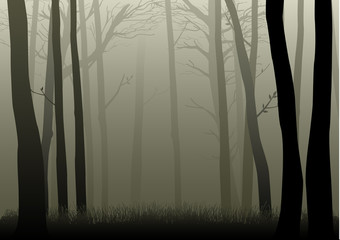 Obraz premium Vector illustration of misty woods
