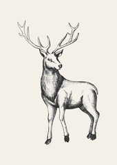 Sketch illustration of a reindeer