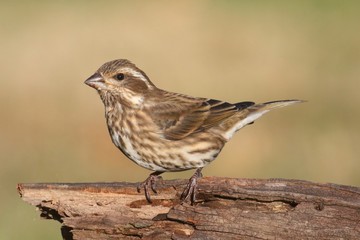 Purple Finch (Carpodacus purpureus)