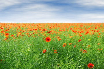 Poppy flowers outdoors