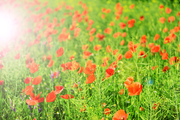 Fototapeta premium Poppy flowers outdoors