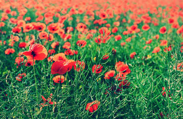 Obraz premium Poppy flowers outdoors