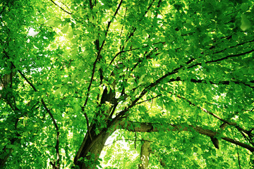 Fototapeta na wymiar Beautiful spring leaves on tree outdoors
