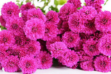 Beautiful flowers close-up