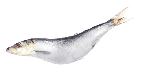 Fresh herring fish isolated on white