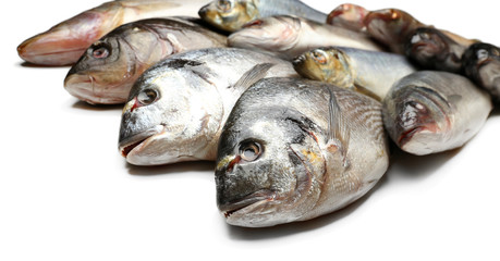 Fresh catch of fish isolated on white