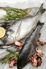Fresh fish on ice