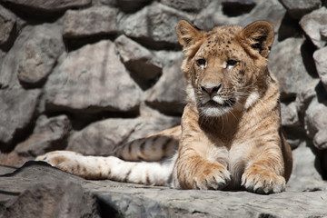 Obraz na płótnie Canvas liger