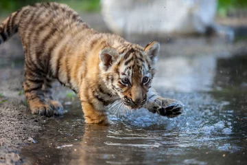 Foto auf Acrylglas Tiger Tiger