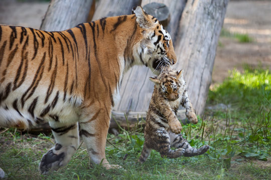 Fototapeta tiger