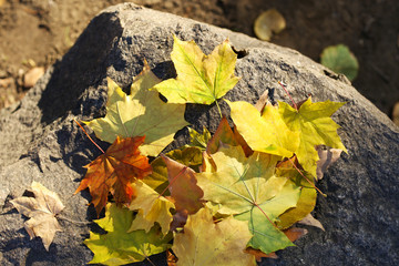 Beautiful autumn leaves on stone
