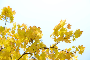 Autumn tree twigs on sky background