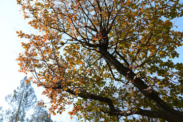 Autumn tree twigs on sky background