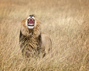 East African Lion