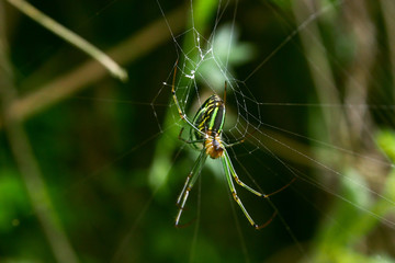 Green spider and spider web